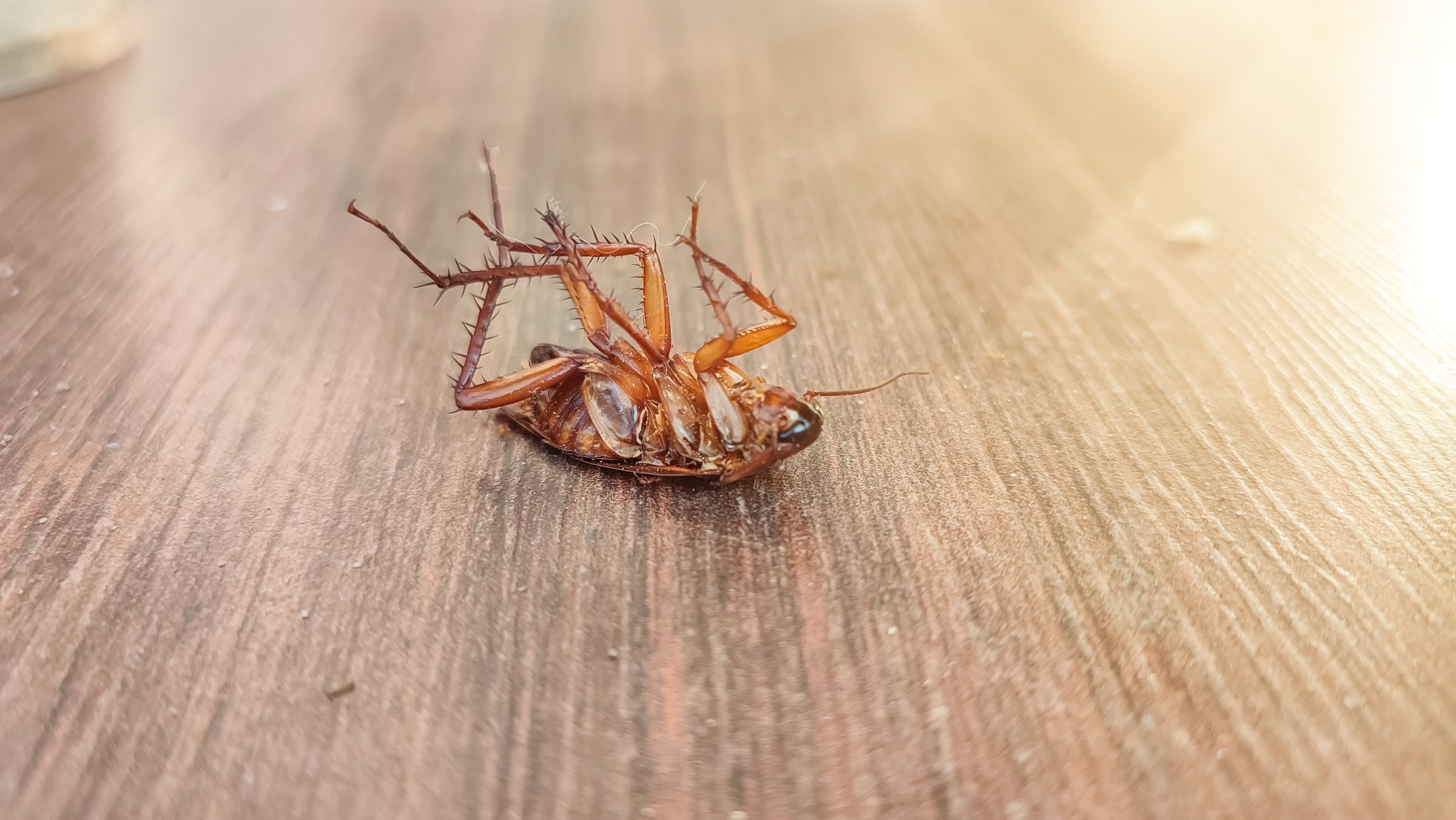 Say goodbye to cockroaches, mosquitoes, ants, and spiders with UNA’s all-purpose cleaner and insect repellent.